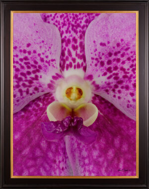 Framed Fine Art Print of Vanda Pantone Pink Bloom Close by Kevin G Saunders