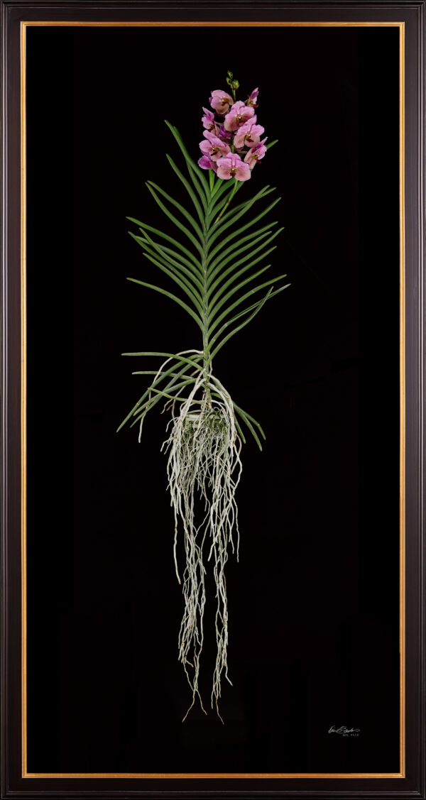Framed Fine Art Print of Vanda Pure Delight Plant by Kevin G Saunders