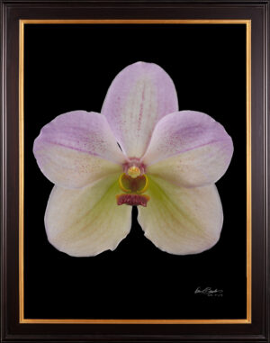 Framed Fine Art Print of Vanda Tang See Hang Cathy and Frank Burzik Bloom by Kevin G Saunders