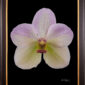 Framed Fine Art Print of Vanda Tang See Hang Cathy and Frank Burzik Bloom by Kevin G Saunders