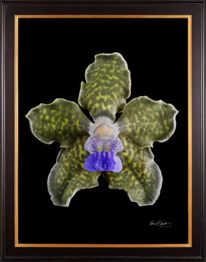 Framed Fine Art Print Vanda Tesselata Leopard Bloom by Kevin G Saunders