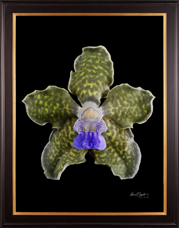Framed Fine Art Print Vanda Tesselata Leopard Bloom by Kevin G Saunders