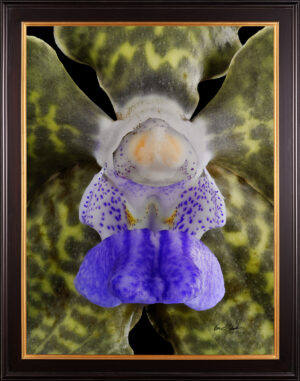 Framed Fine Art Print Vanda Tessellata Leopard Bloom Close by Kevin G Saunders