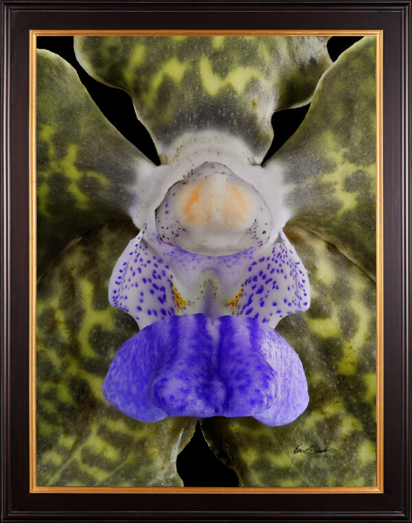 Vanda Tessellata Leopard Bloom Close Framed Fine Art Print Vanda Tessellata Leopard Bloom Close by Kevin G Saunders