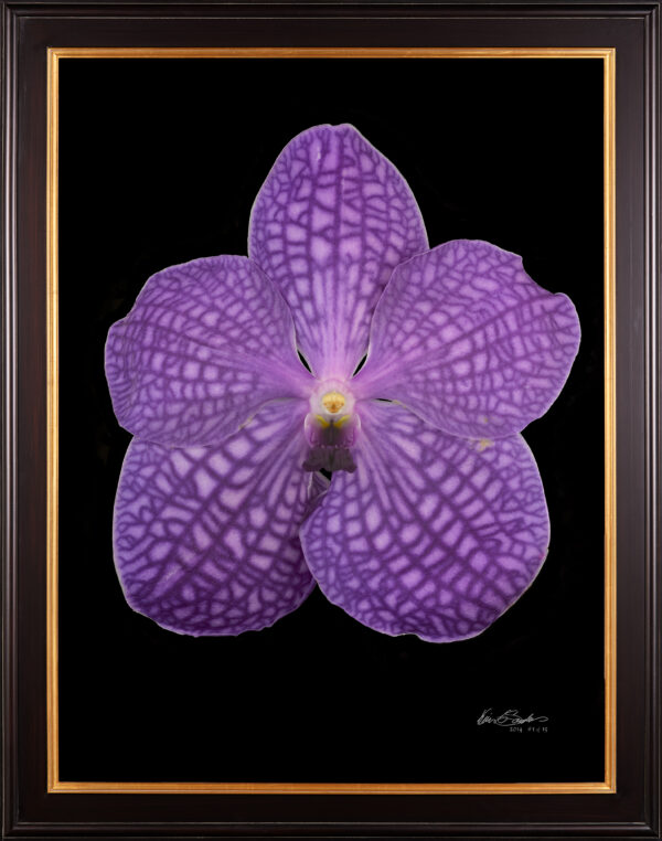 Vanda Thailand Beauty Bloom Framed Fine Art Print Vanda Thailand Beauty Blue Bloom by Kevin G Saunders