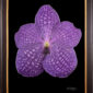 Framed Fine Art Print Vanda Thailand Beauty Blue Bloom by Kevin G Saunders
