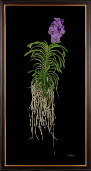 Framed Fine Art Print Vanda Tokyo Blue Sapphire Plant by Kevin G Saunders