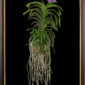 Framed Fine Art Print Vanda Tokyo Blue Sapphire Plant by Kevin G Saunders