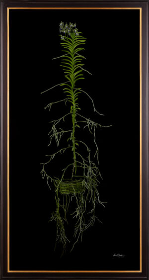 Framed Fine Art Print of Vanda Tessellata Leopart Plant by Kevin G Saunders