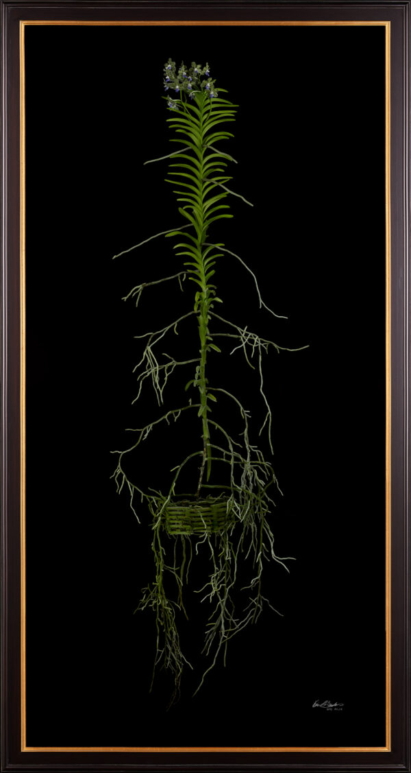 Vanda Tessellata Leopart Plant Framed Fine Art Print of Vanda Tessellata Leopart Plant by Kevin G Saunders