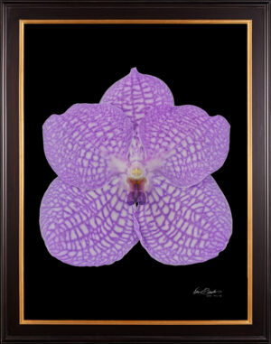 Framed Fine Art Print Vanda Charlene Atkins Bloom by Kevin G Saunders