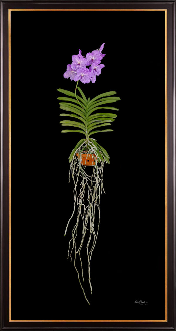 Framed Fine Art Print Vanda Charlene Atkins Plant by Kevin G Saunders