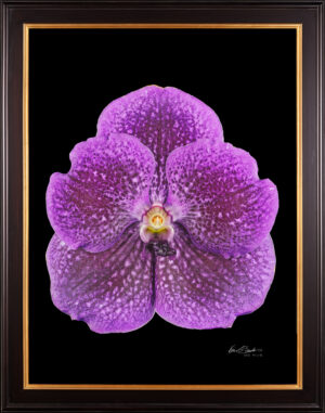 Framed Fine Art Print Vanda Janel de Cruz Bloom by Kevin G Saunders