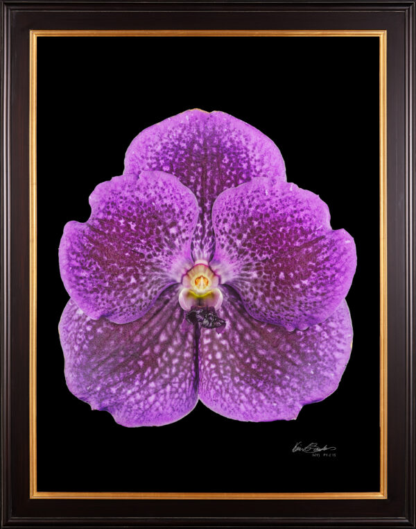 Framed Fine Art Print Vanda Janel de Cruz Bloom by Kevin G Saunders