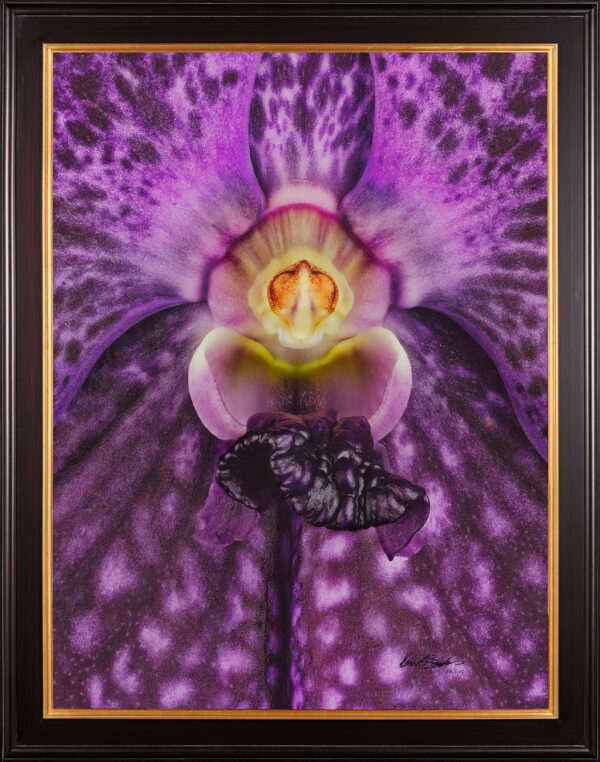 Framed Fine Art Print Vanda Janel de Cruz Bloom Close by Kevin G Saunders