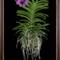 Framed Fine Art Print Vanda Janel de Cruz Plant by Kevin G Saunders