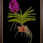Framed Fine Art Print Vanda Roberts Delight Plant by Kevin G Saunders