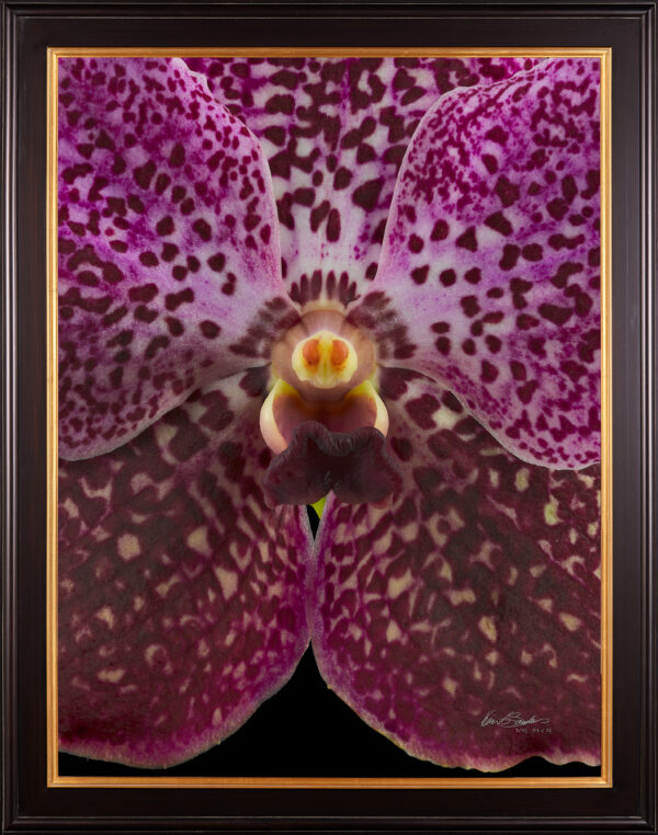 Framed Fine Art Print Vanda Rosemary Fuller Bloom Close by Kevin G Saunders