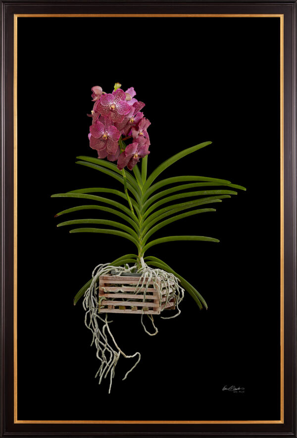 Framed Fine Art Print of Vanda Pantone Pink Bloom Close by Kevin G Saunders