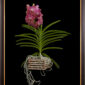 Framed Fine Art Print of Vanda Pantone Pink Bloom Close by Kevin G Saunders
