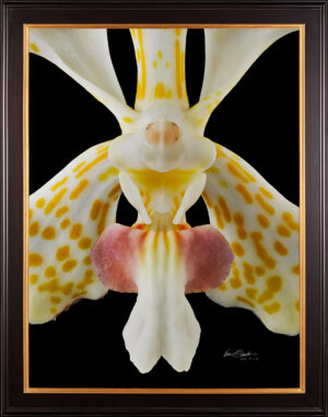 Framed Fine Art print of Vanda Tri Color – Bloom Close by Kevin G Saunders
