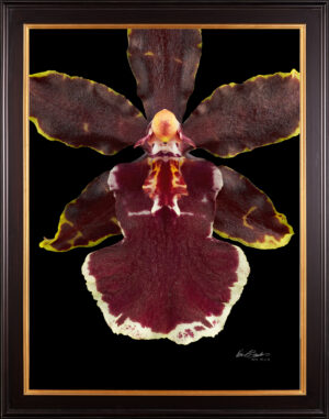 Framed Fine Art Print Odcdm Wildcat Bobcat Bloom Close by Kevin G Saunders