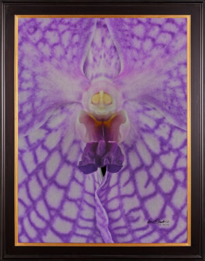 Framed Fine Art Print of Vanda Charlene Atkins Bloom Close by Kevin G Saunders