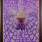 Framed Fine Art Print of Vanda Charlene Atkins Bloom Close by Kevin G Saunders