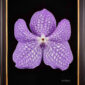 Framed Fine Art Print of Vanda Sansai Blue Bloom by Kevin G Saunders