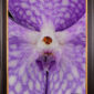 Framed Fine Art Print of Vanda Sansai Blue Bloom Close by Kevin G Saunders