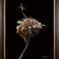 A framed, hyperrealistic print of a dried plant stalk with a single dandelion seed resting on it.