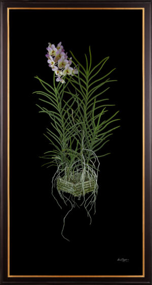 Framed Fine Art Orchid Print Vanda Tang See Hang Cathy and Frank Burzik Plant