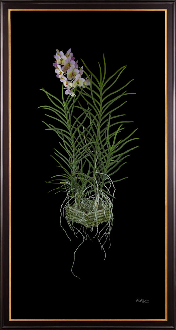 Vanda Tang See Hang Cathy and Frank Burzik Plant Framed Framed Fine Art Orchid Print Vanda Tang See Hang Cathy and Frank Burzik Plant