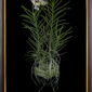 Framed Fine Art Orchid Print Vanda Tang See Hang Cathy and Frank Burzik Plant
